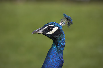 Image showing Peacock