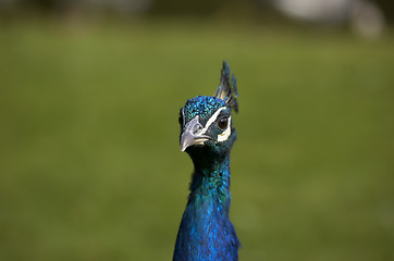 Image showing Peacock