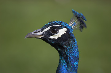 Image showing Peacock