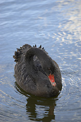 Image showing Black swan