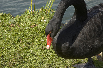 Image showing Black swan