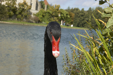 Image showing Black swan