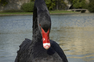 Image showing Black swan