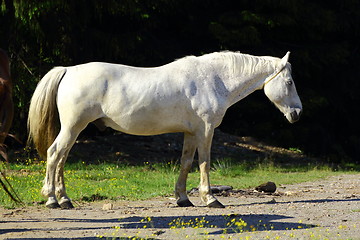 Image showing beautiful white horse