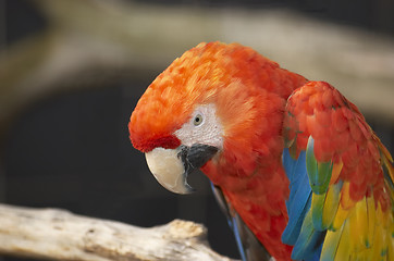 Image showing Red Macaw