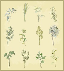 Image showing Collection of fresh herbs. Illustration spicy herbs.