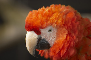 Image showing Red Macaw