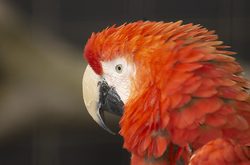 Image showing Red Macaw