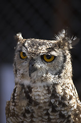 Image showing Owl