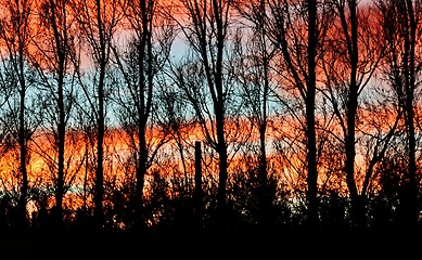 Image showing leafless Trees