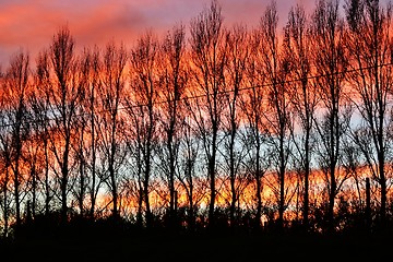 Image showing leafless Trees