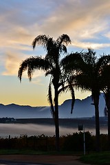 Image showing Palm trees