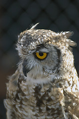 Image showing Owl