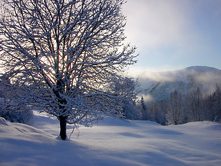 Image showing Winter