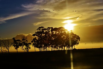 Image showing Blue gum trees