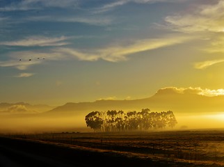 Image showing Blue gum trees