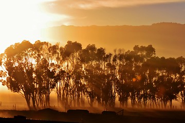 Image showing Blue gum trees