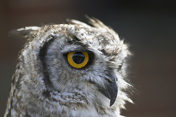 Image showing Owl