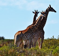 Image showing Giraffe