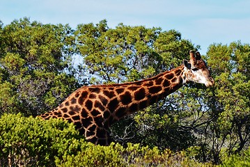 Image showing Giraffe