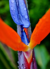 Image showing reginae strelitzia