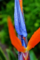 Image showing reginae strelitzia