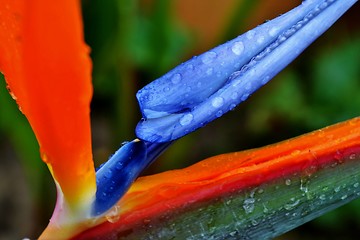 Image showing reginae strelitzia