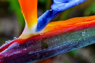 Image showing reginae strelitzia