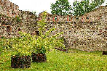 Image showing Plants and stones