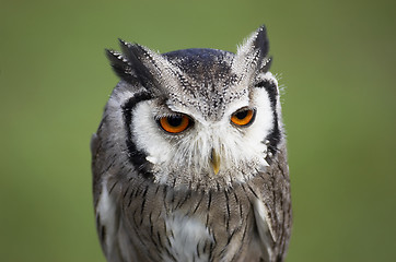 Image showing Owl