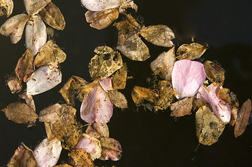 Image showing Autumnal decay