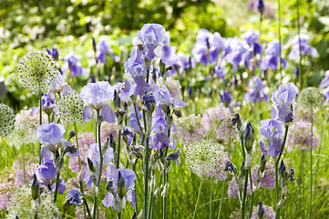 Image showing Bearded Iris