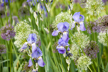 Image showing Bearded Iris 02