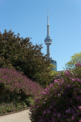 Image showing CN Tower seen from the Music Garden.