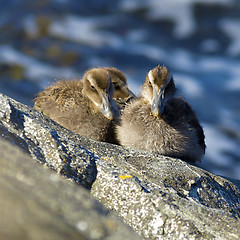 Image showing Duckling family