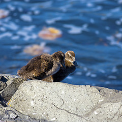 Image showing Duckling family