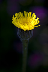 Image showing Yellow Hawkweed