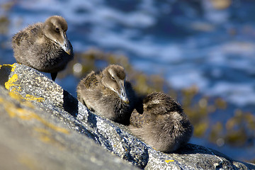 Image showing Duckling family