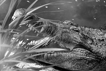 Image showing Crocodile portrait