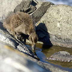 Image showing Duckling family