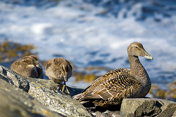 Image showing Duckling family