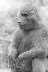 Image showing Baboon