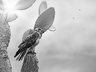 Image showing Galapagos Hawk on Santa Fe