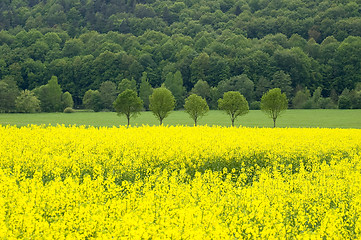 Image showing Canola field 01