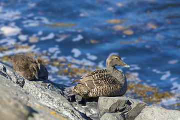 Image showing Duckling family