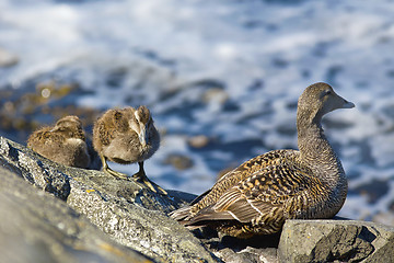 Image showing Duckling family