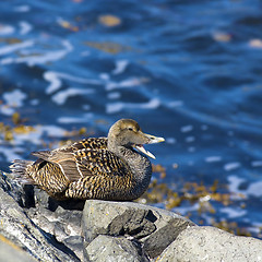 Image showing Duckling family