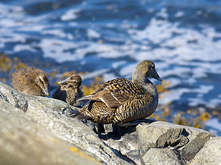 Image showing Duckling family