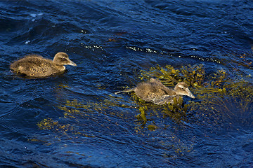 Image showing Duckling family