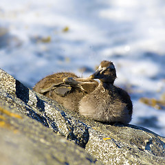 Image showing Duckling family